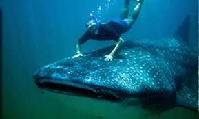 6 kg of plastic found in stomach of dead whale