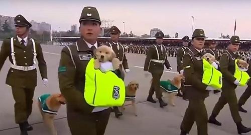 Adorable police puppies -