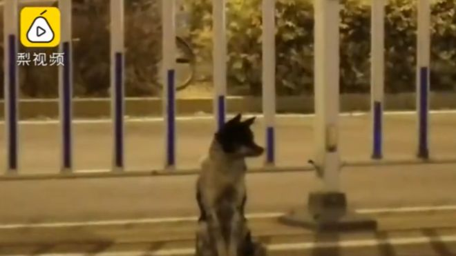 Mourning dog waits for 80 days in road where owner died