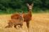 China deploys robot antelope to surveil real herds
