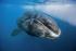 Whales may live longer than we thought