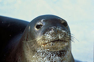 Bodies of 2,500 seals found along Caspian Sea coast