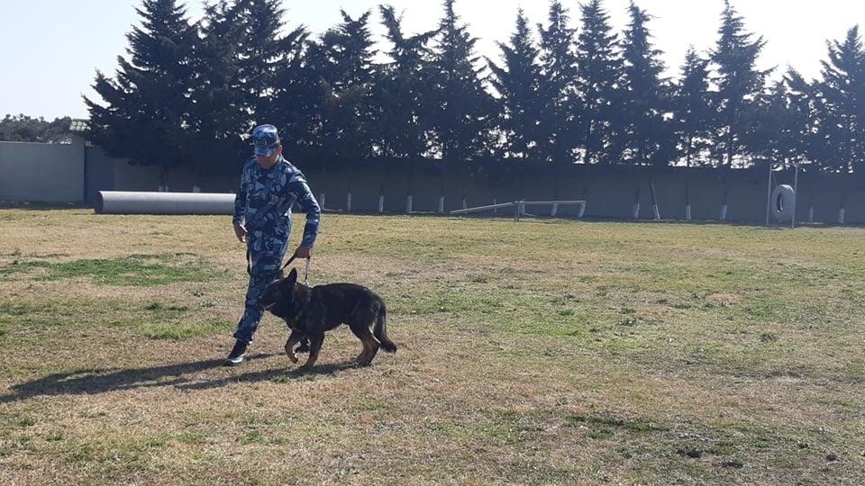 Komitə bir itin saxlanmasına çəkdiyi xərci açıqladı