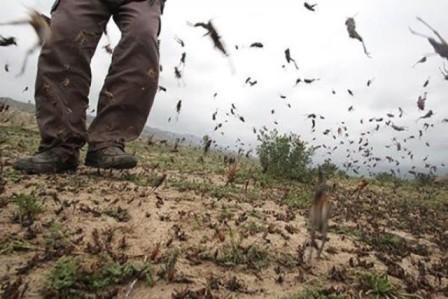 Locusts invaded these areas in Armenia -