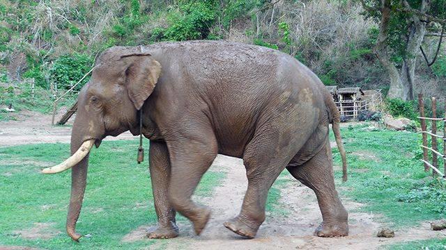 Hindistanda fil azı 4 nəfəri öldürdü