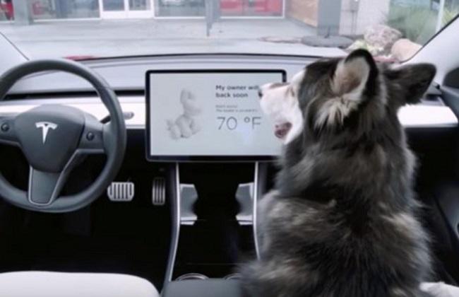 Tesla ‘Dog Mode’ saves lives, but confuses alert humans