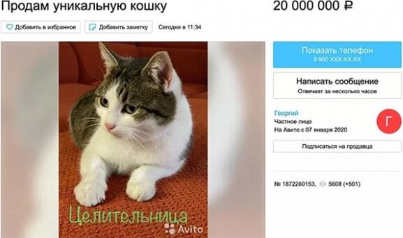 Yuxu gördü, pişiyini şok qiymətə satışa çıxardı
