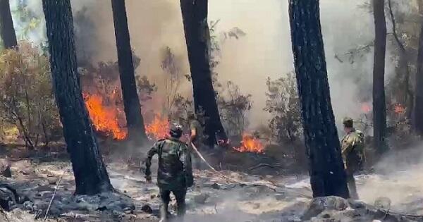 Forest fires in Turkiye increased 5 times