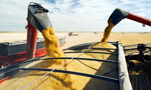 США решили купить украинское зерно