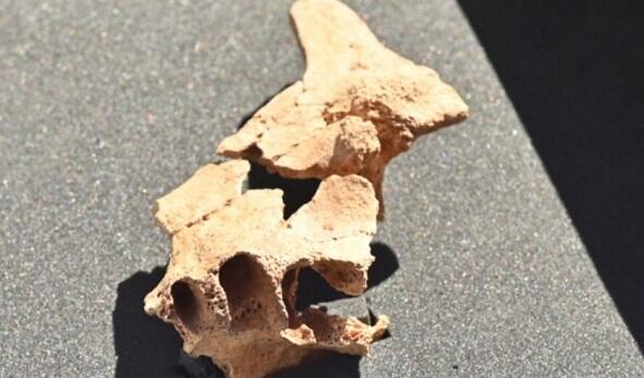 Scientists find 74-million-year-old mammal fossil in Chile