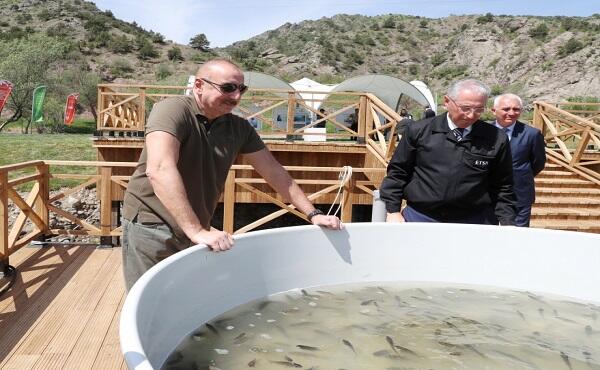 Different types of fish were released into nature in Lachin