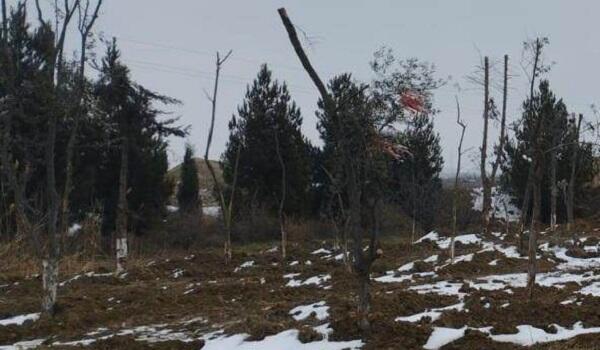 Bakıda tikinti altına düşən yaşıllıqlar köçürülür