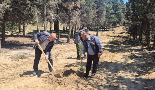 Bakı-Quba yolunda məhv edilmiş yaşıllıq sahəsi bərpa olundu