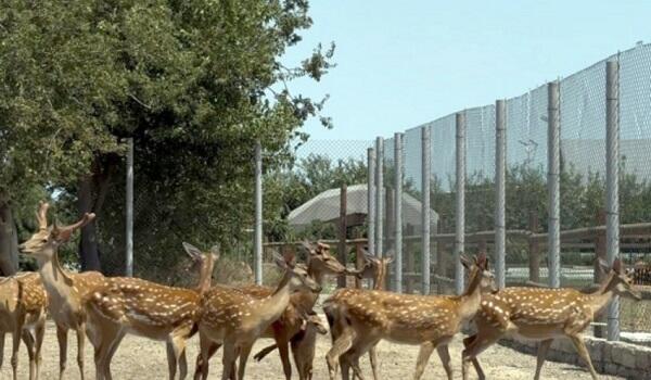 Qanunsuz saxlanılan heyvanlar zooparka verildi - Foto